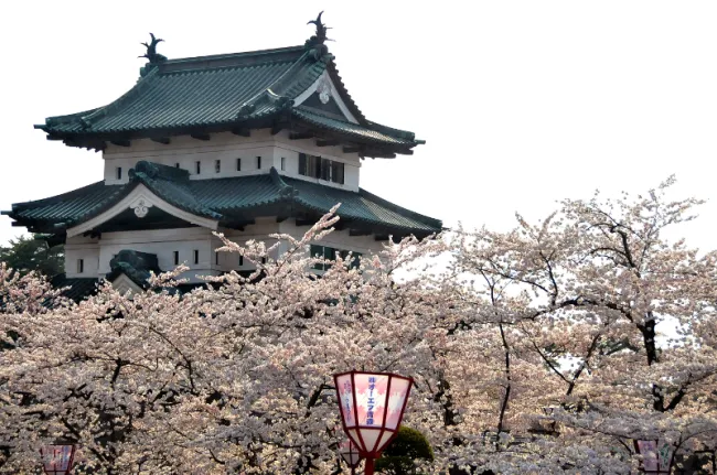 Cherry blossoms around a Japanese temple