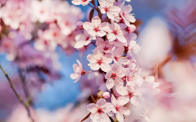 Picture of cherry blossoms